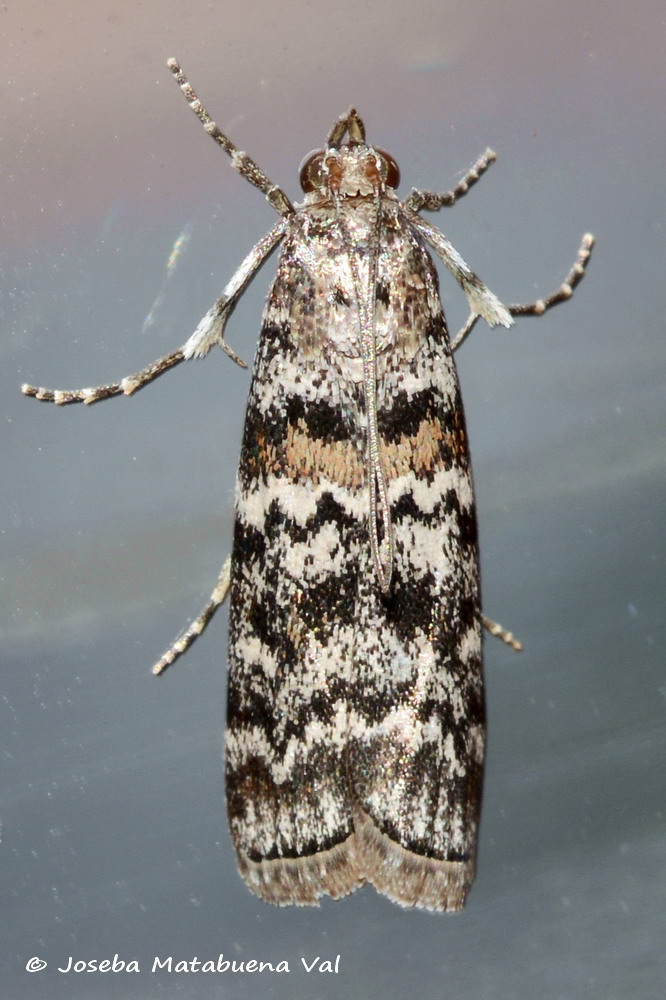 Dioryctria abietella - Pyralidae
